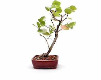 Sea Grape Bonsai — Coastal Florida Species in Red Glazed Pot (Exact Tree Shown)