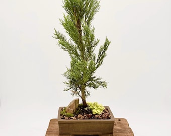 Italian Cypress Bonsai Tree: Mediterranean Style, Evergreen, Clay Pot, Shohin Evergreen