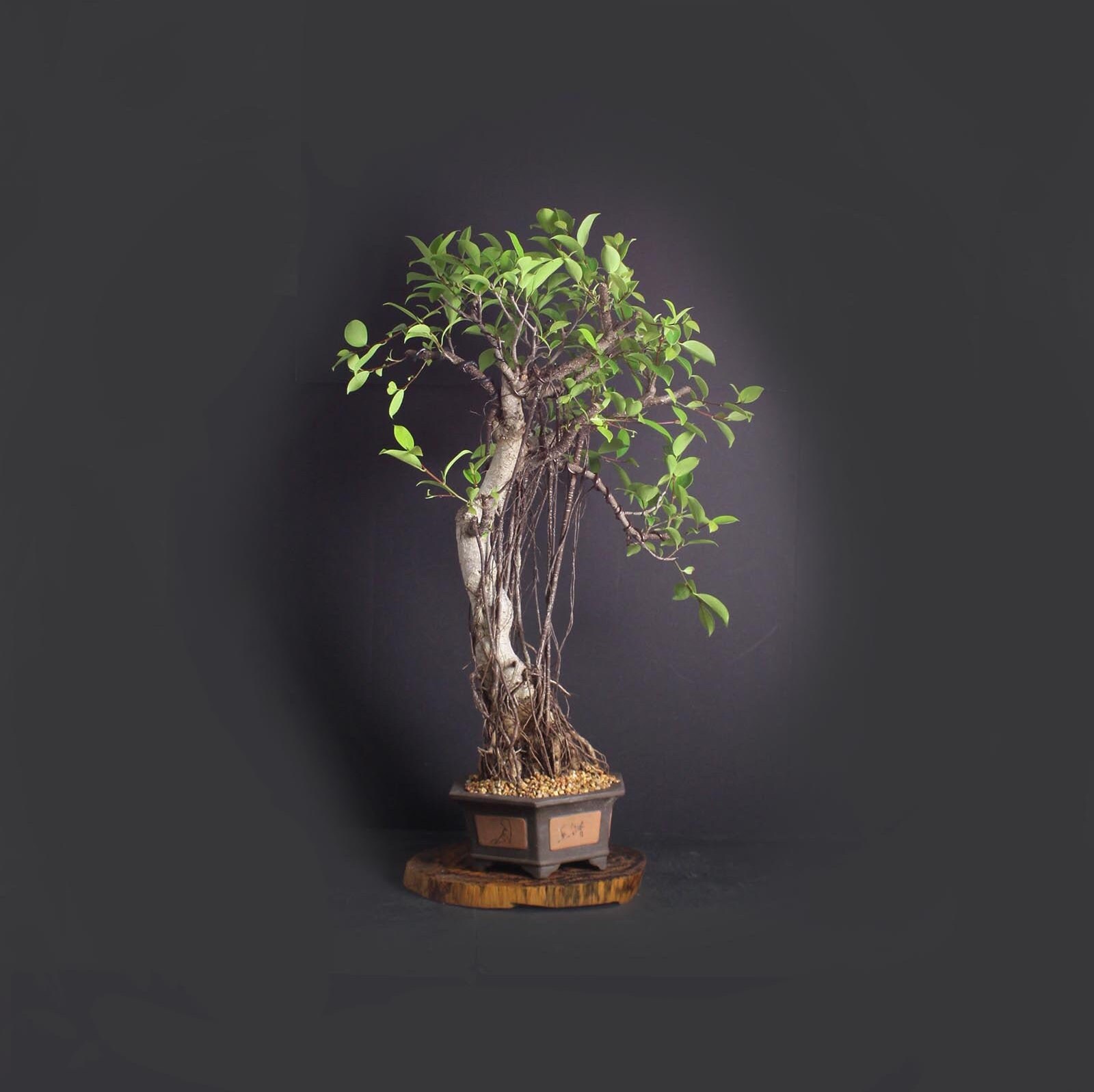 Mature ficus micro carpa bonsai tree, Indoor bonsai collection from LiveBonsaiTree