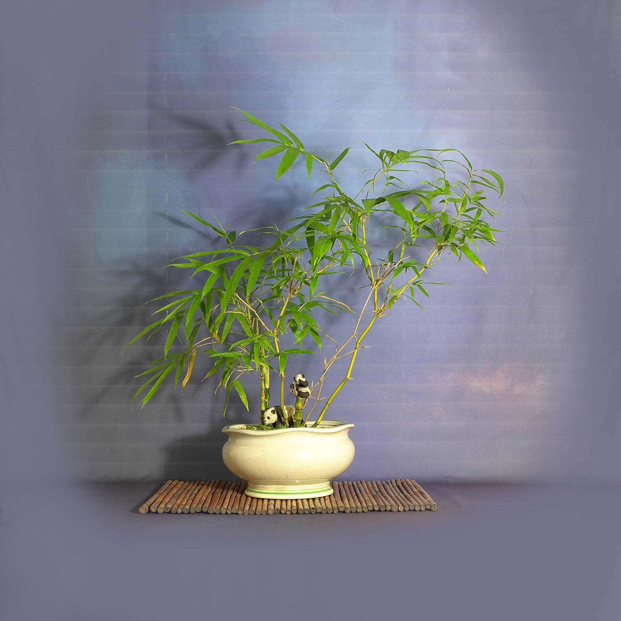 Buddha belly bamboo , Bamboo bonsai collection from LiveBonsaiTree