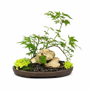 May include: A bonsai tree arrangement in a shallow brown oval ceramic pot. The composition features a small green maple tree, light-colored textured rocks, dark gravel, and patches of bright yellow-green ground cover plants at the base.