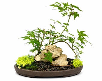GREEN JAPANESE MAPLE bonsai over coral stone landscape trained specimen