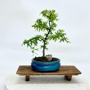 Könnte beinhalten: Ein kleiner Bonsai-Baum in einem leuchtend blauen Keramiktopf. Der Baum hat zarte grüne Blätter und einen dunkelbraunen Stamm. Ein kleiner Stein befindet sich im Topf. Der Bonsai wird auf einem Holzständer präsentiert.