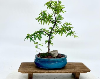 Japanese Powder Puff Bonsai Tree, Hand-painted Oriental Pot - Etsy