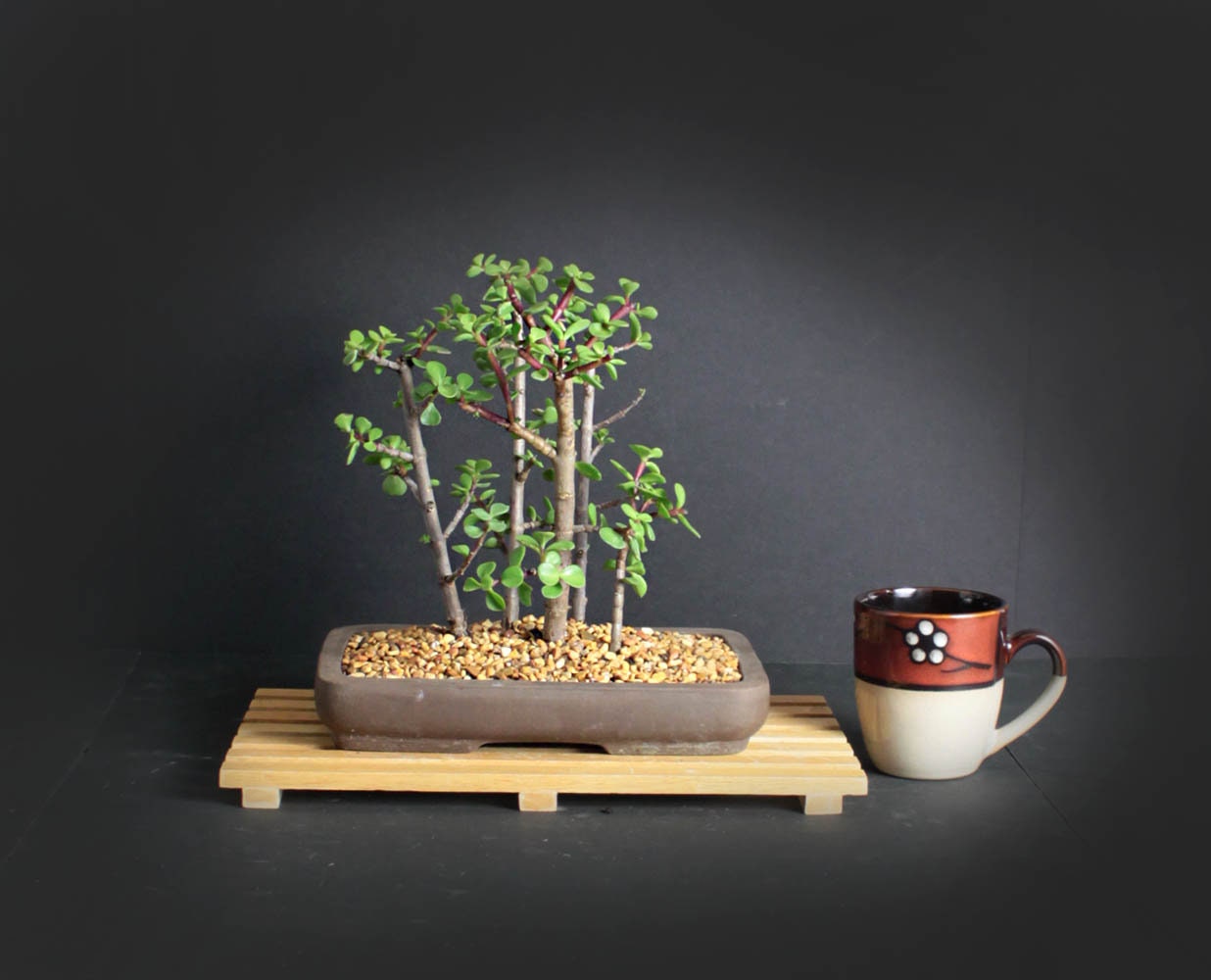 Dwarf Jade bonsai tree forest grouping, succulent bonsai collection
