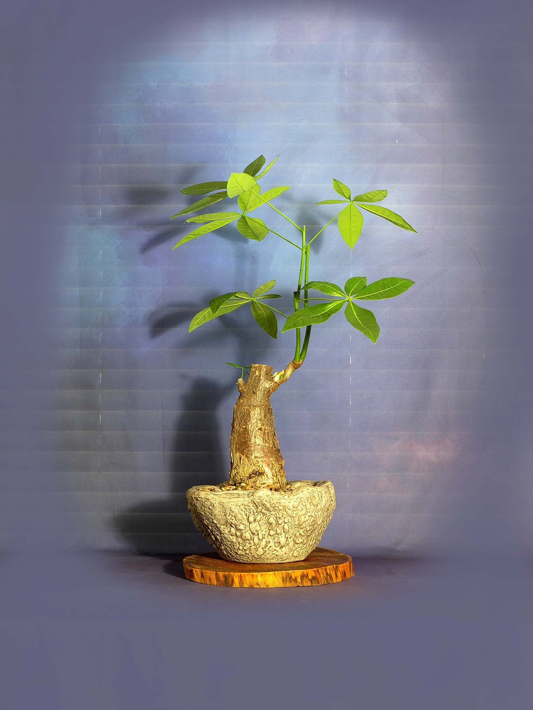 Mature Pachira aquatica bonsai tree, Stress reduction collection from