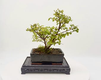 Sageretia theezans Bonsai Tree: Hand-Styled Miniature Indoor Plant in Glazed Container