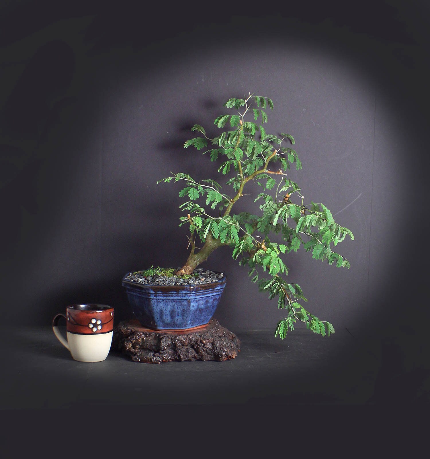 Brazilian Raintree bonsai tree, Amazon exotics collection from