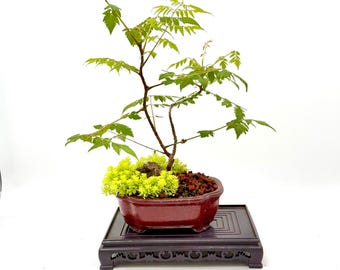 Korean Golden Rain Tree Bonsai – miniature landscape composition – Rare Deciduous Bonsai
