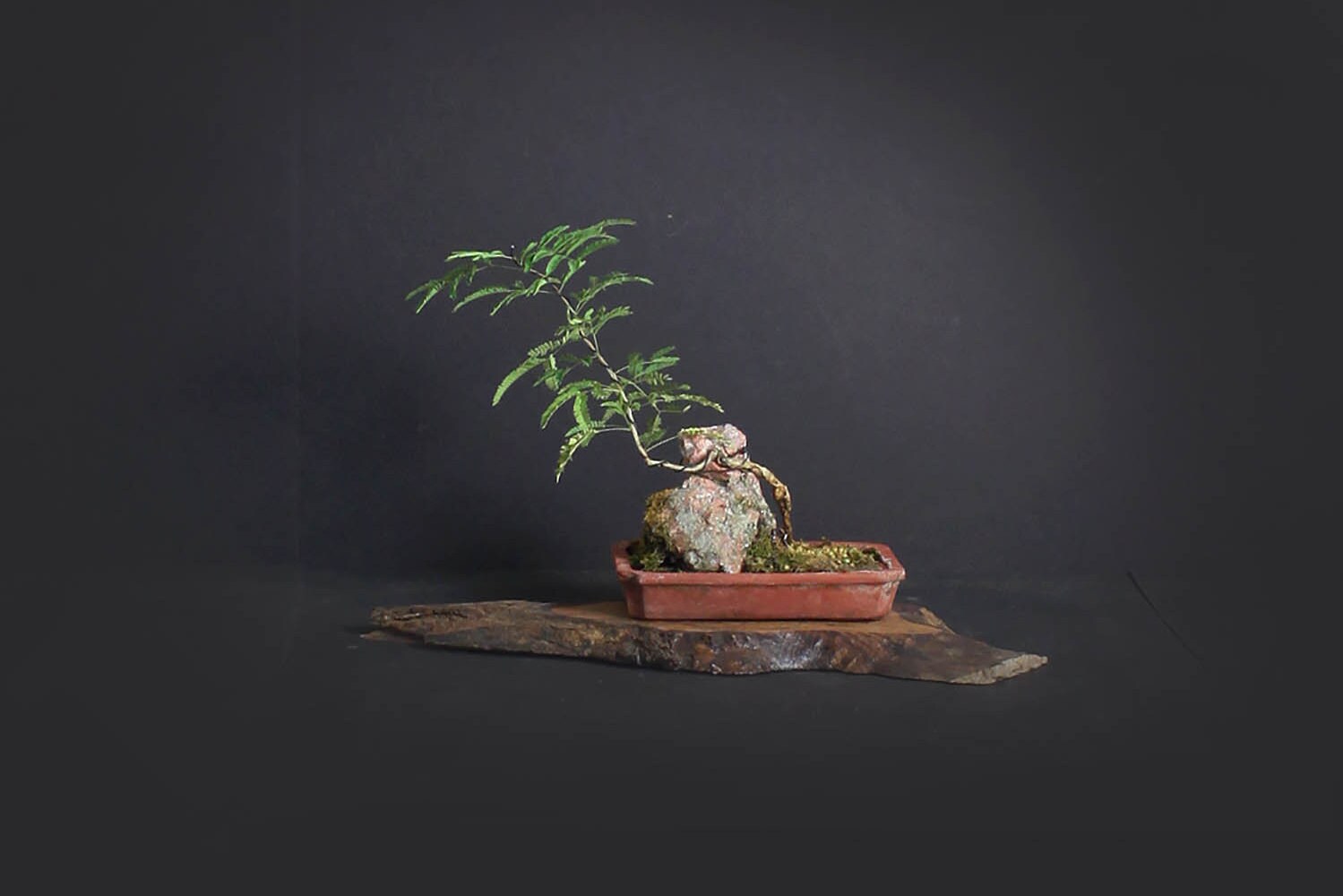 Rabbit's foot acacia pre bonsai tree, Rare flora collection from