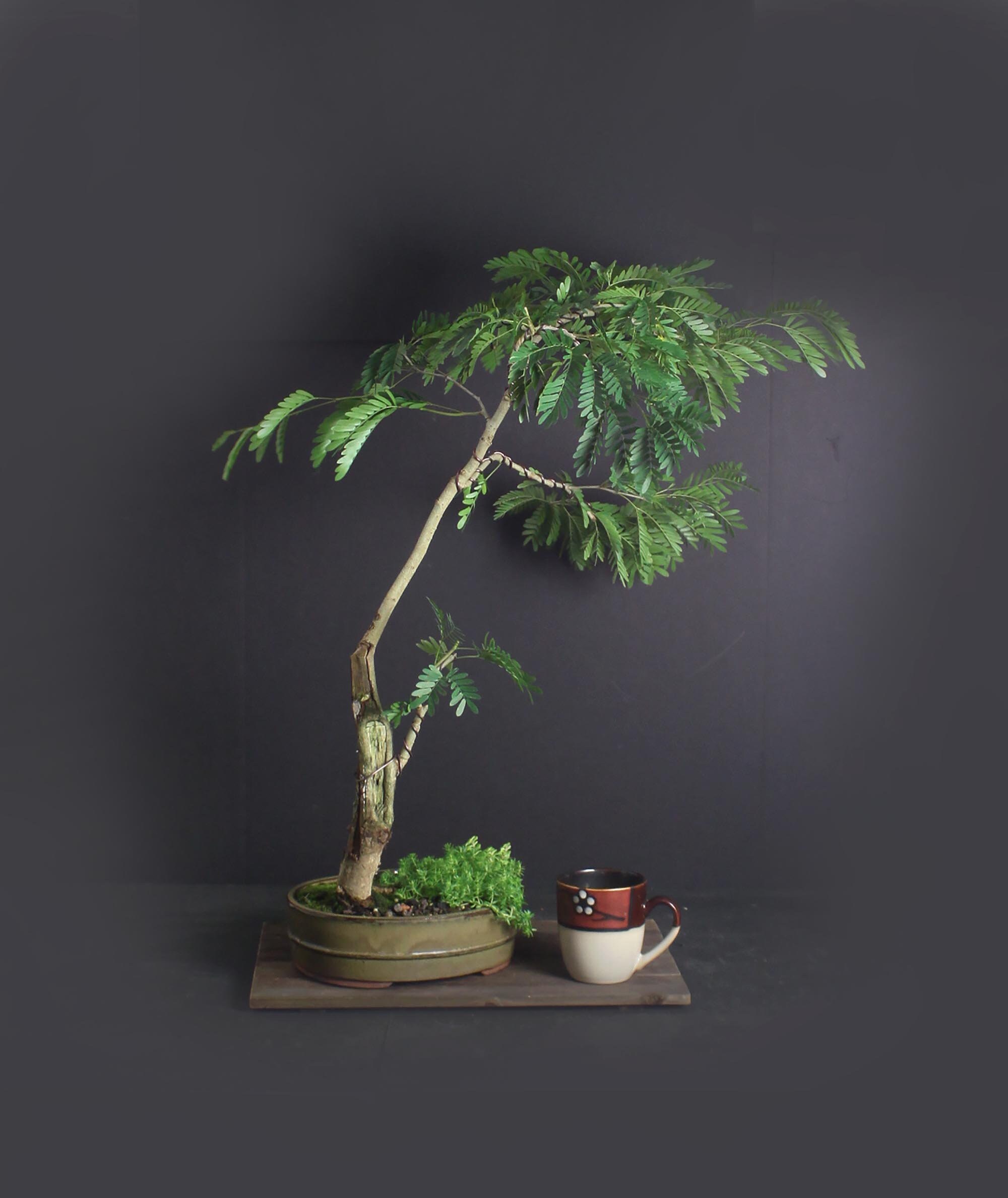 Pink Powder Puff bonsai tree, Blooming Tropics Collection from