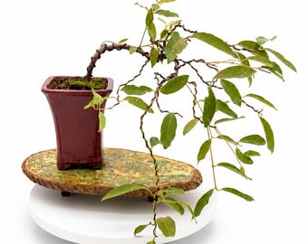 Rare Rainbow Eucalyptus Bonsai Tree: Live Tropical Specimen, Exact Tree Shown