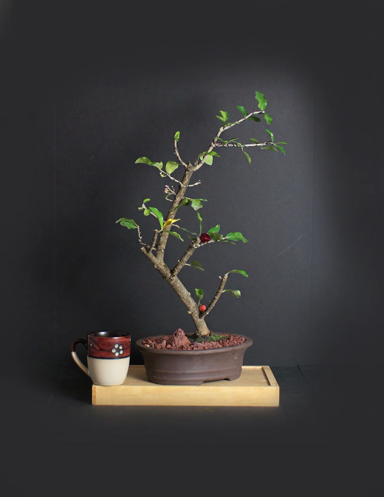 Barbados cherry bonsai tree, Fruits of the tropics collection from