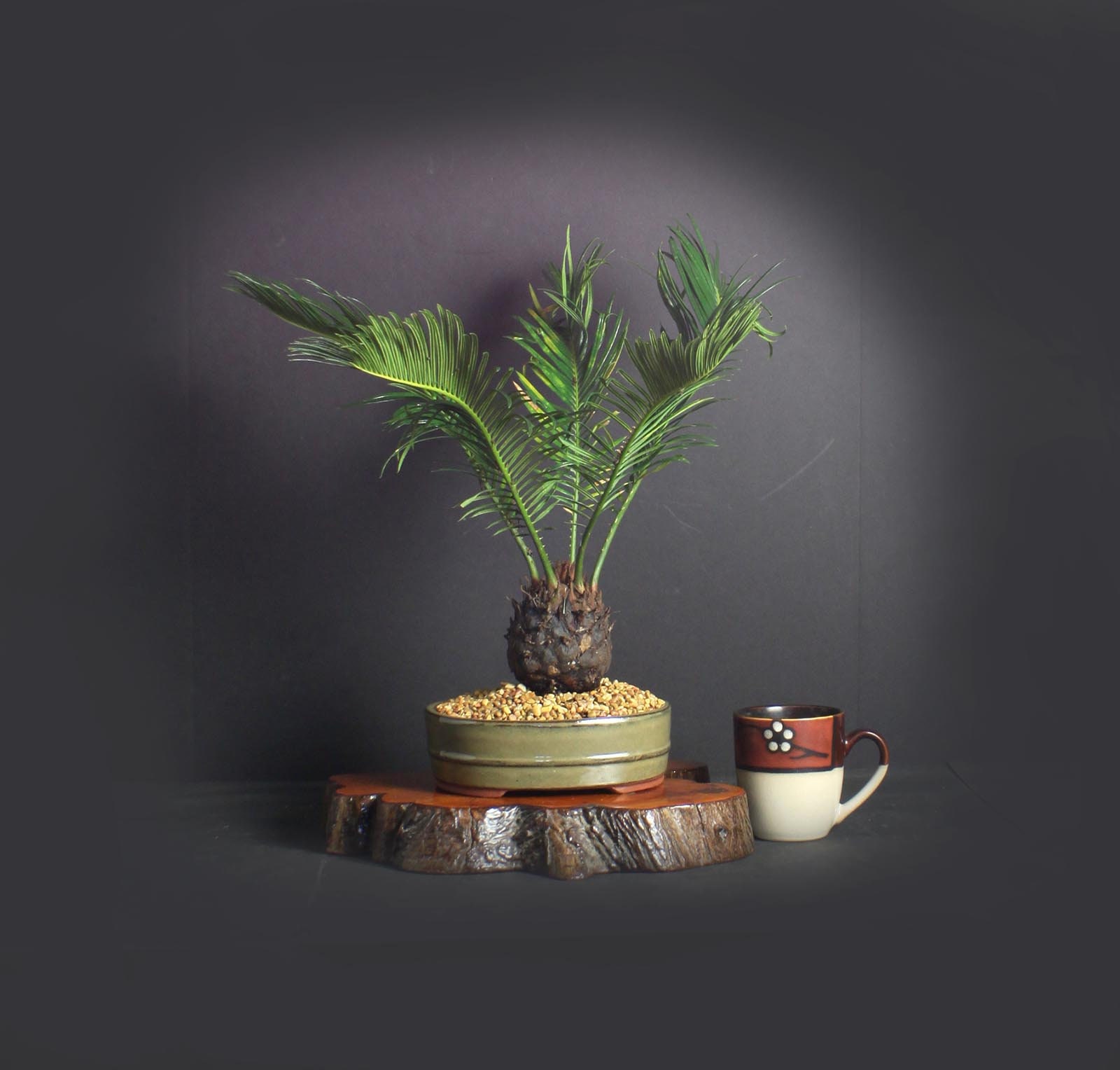 Sago Palm Bonsai Tree, Palm Bonsai collection from LiveBonsaiTree