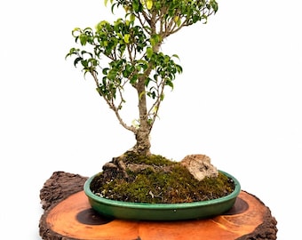 Australian Rainbow Eucalyptus Bonsai Tree, "relax and Enjoy" Collection  From "samuraibonsai" - Etsy