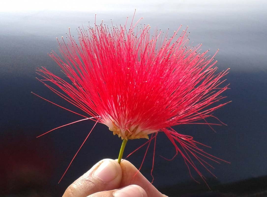 Red Powder Puff bonsai tree, Blooming Tropics Collection from