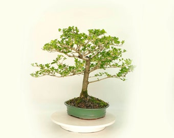 Premna Bonsai Tree, "Focal point" collection from Live Bonsai Tree