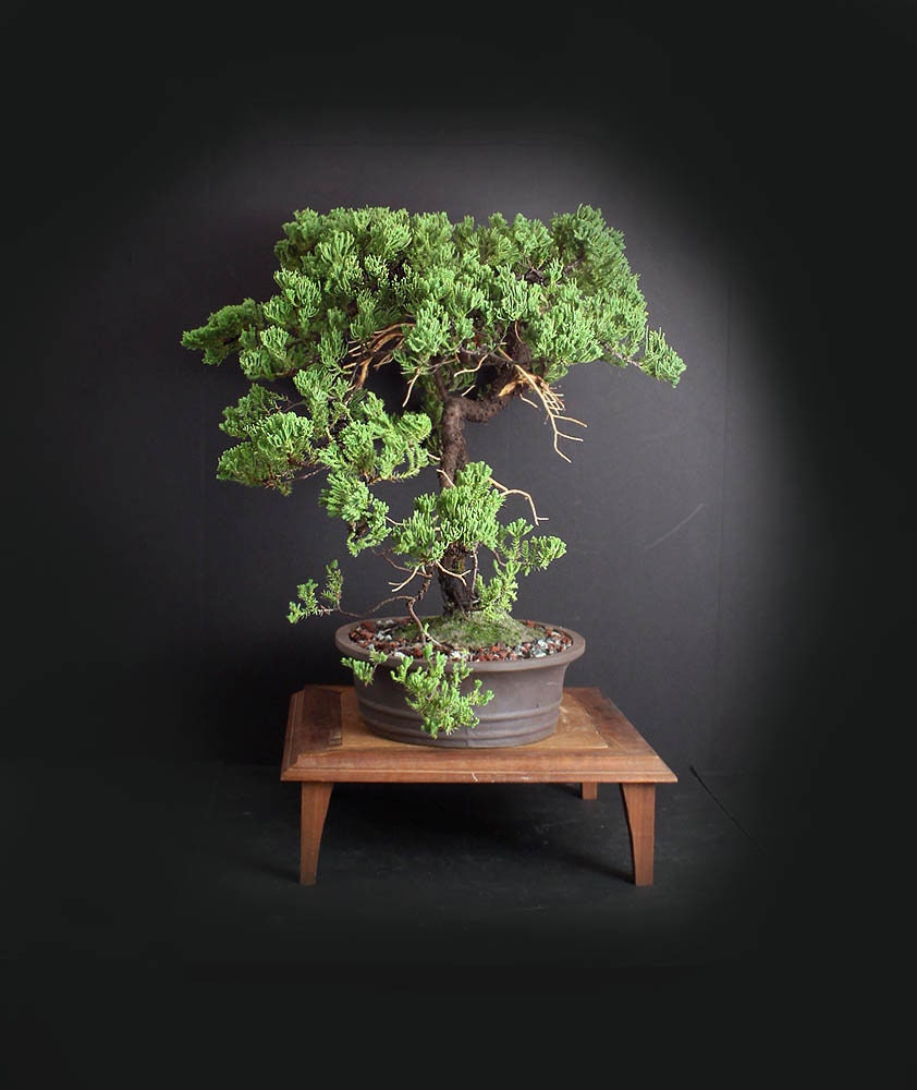 Mature Juniper procumbens nana bonsai tree, Japanese conifer collection
