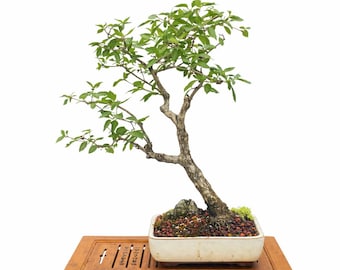 Bonsái de almendro maduro: ejemplar en flor, apto para interior y exterior.