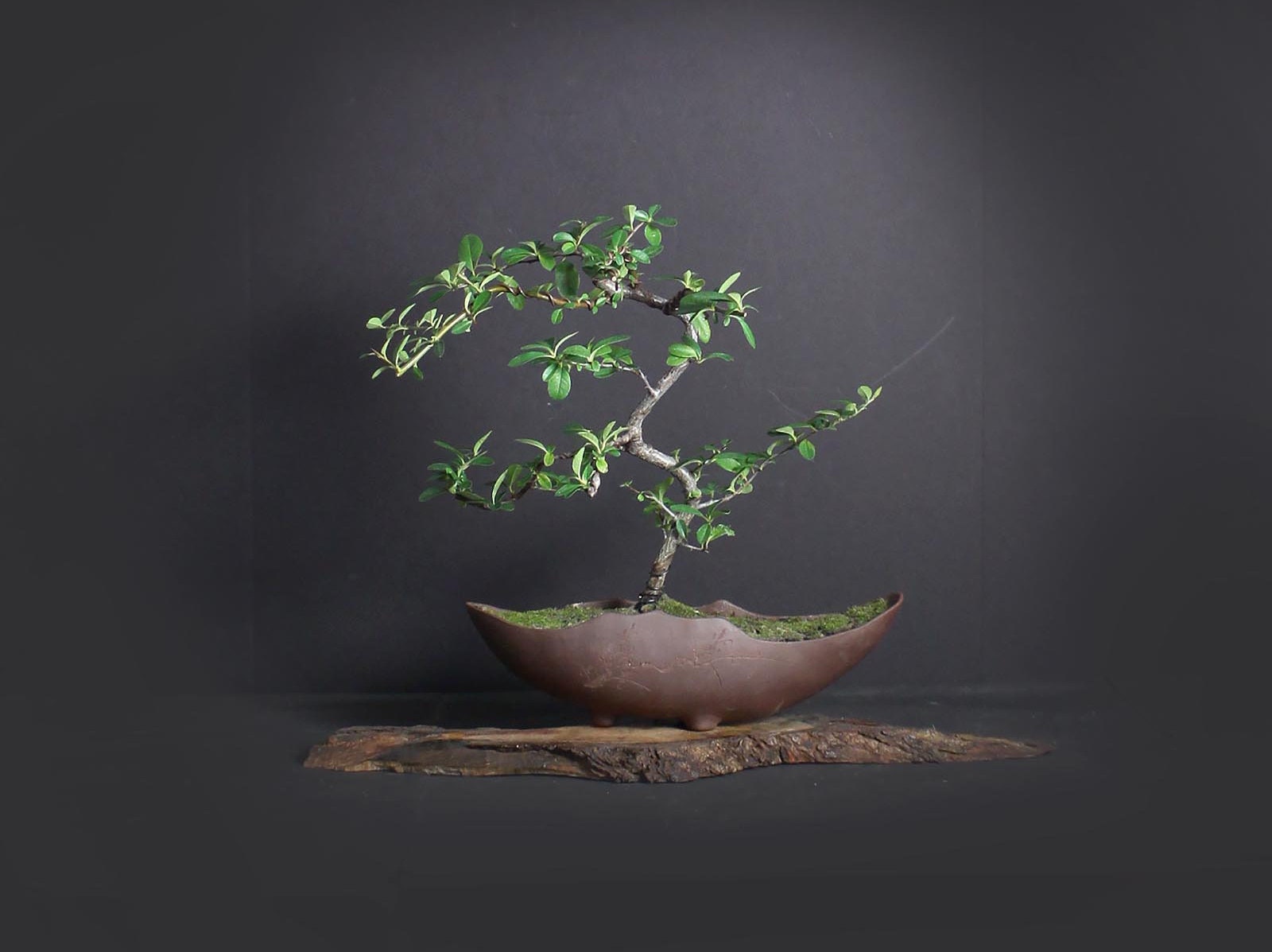 Firethorn bonsai tree, Bird feed collection from LiveBonsaiTree
