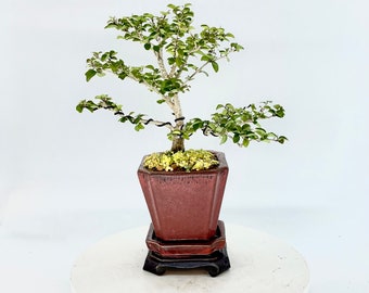 Parrots Beak Bonsai Tree, "Air freshener" collection from Live Bonsai Tree, exotic blooming specimen with small scale foliage