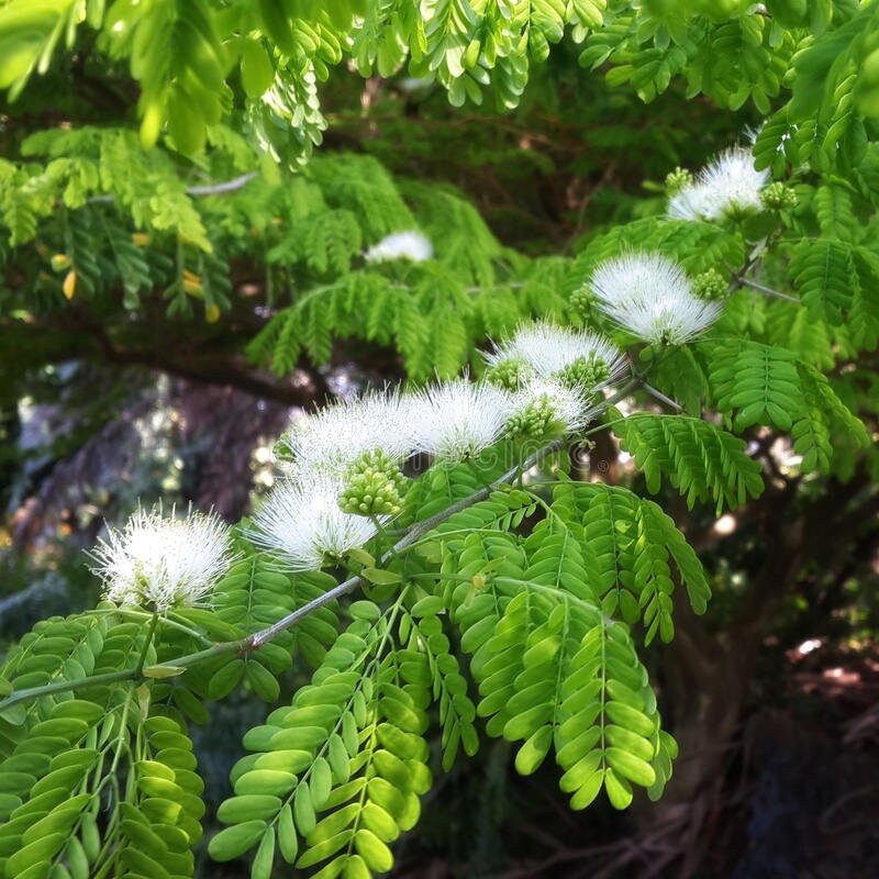Brazilian Raintree bonsai tree, Amazon exotics collection from
