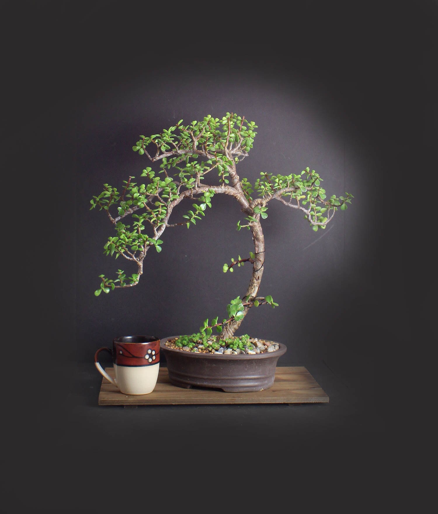 Dwarf jade bonsai tree, African natives collection from LiveBonsaiTree
