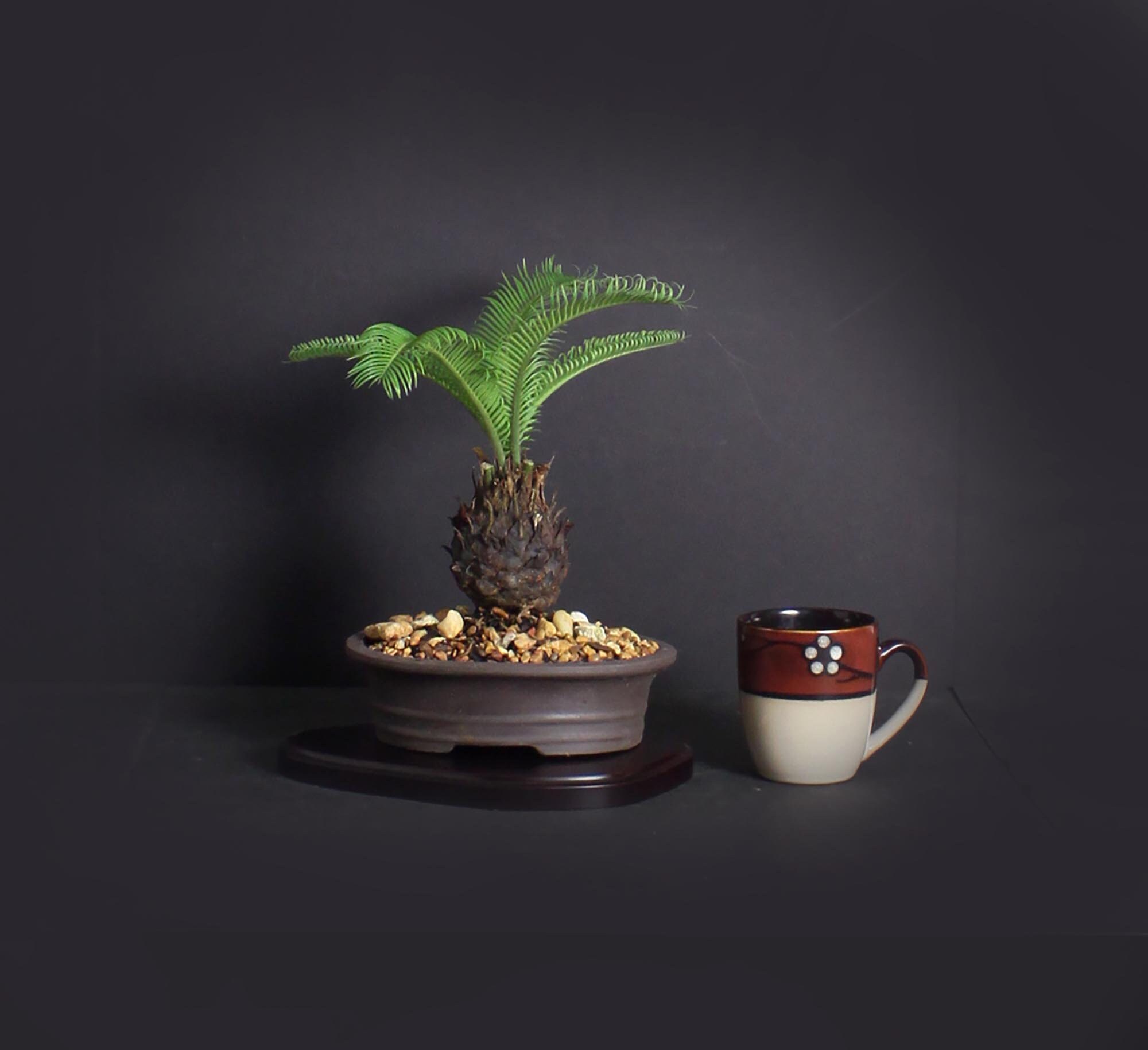 Sago Palm Bonsai Tree, Palm Bonsai collection from LiveBonsaiTree