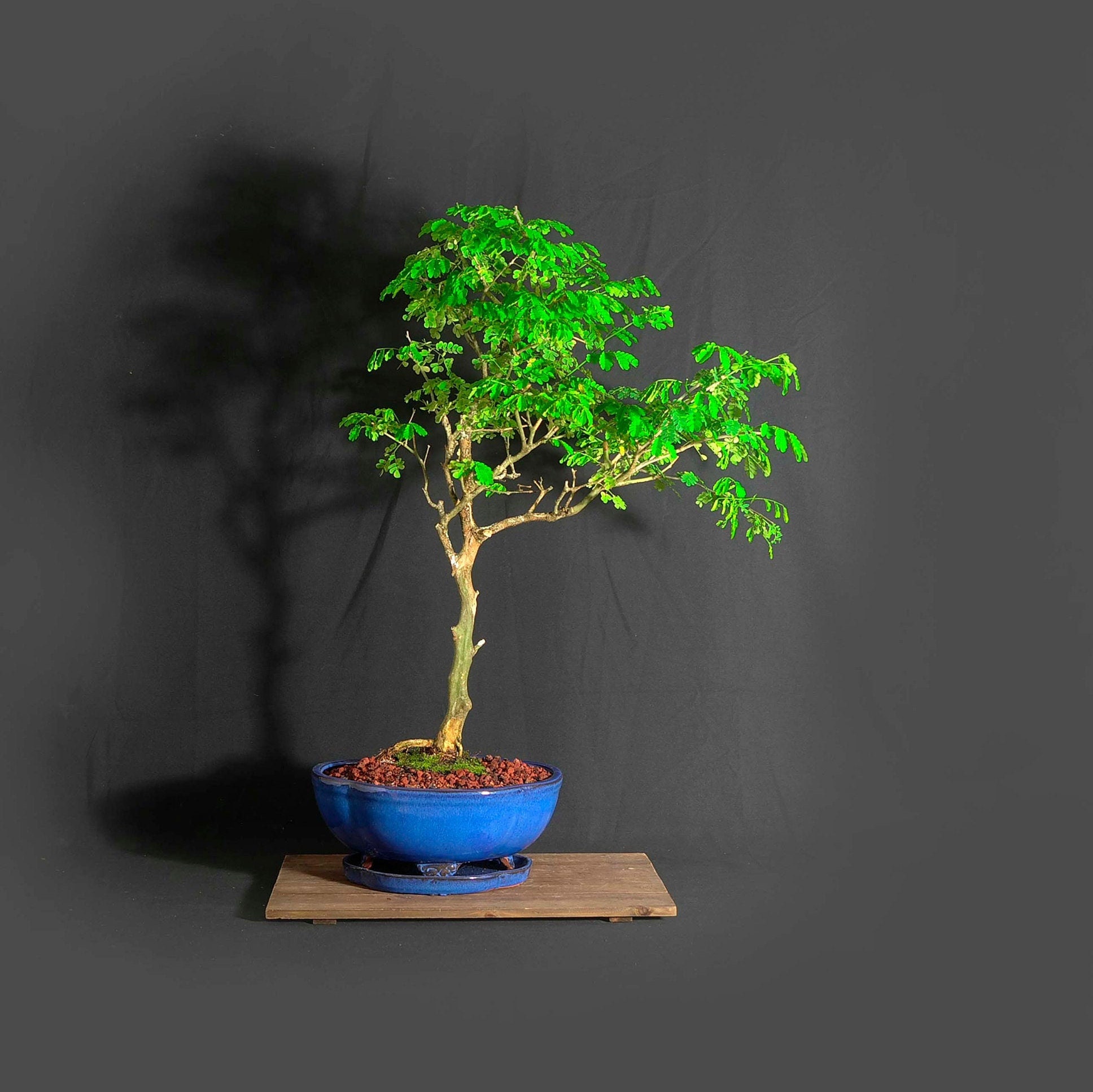 Brazilian raintree bonsai tree, Serenity collection from LiveBonsaiTree