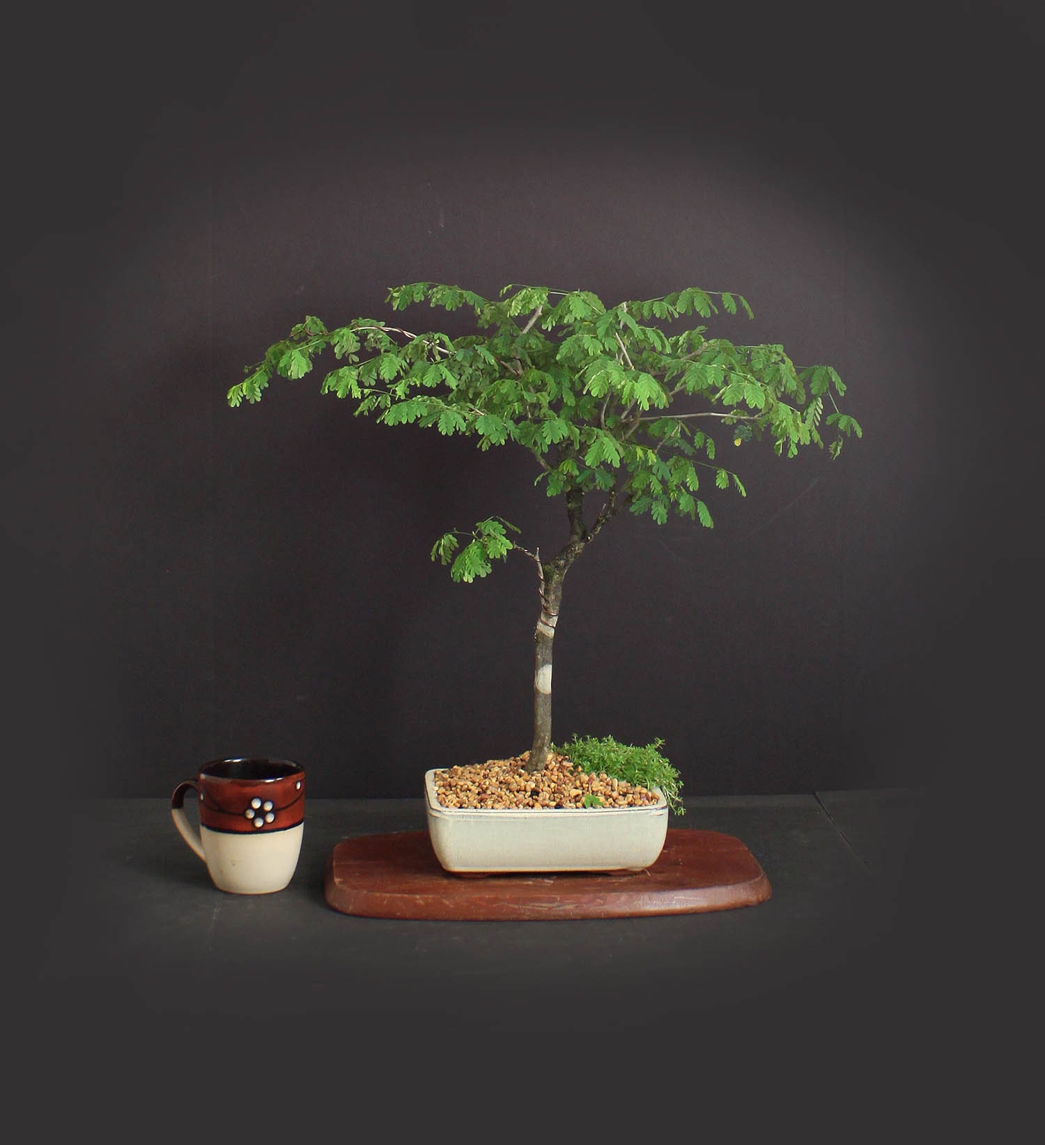 Brazilian Raintree bonsai tree, Amazon exotics collection from