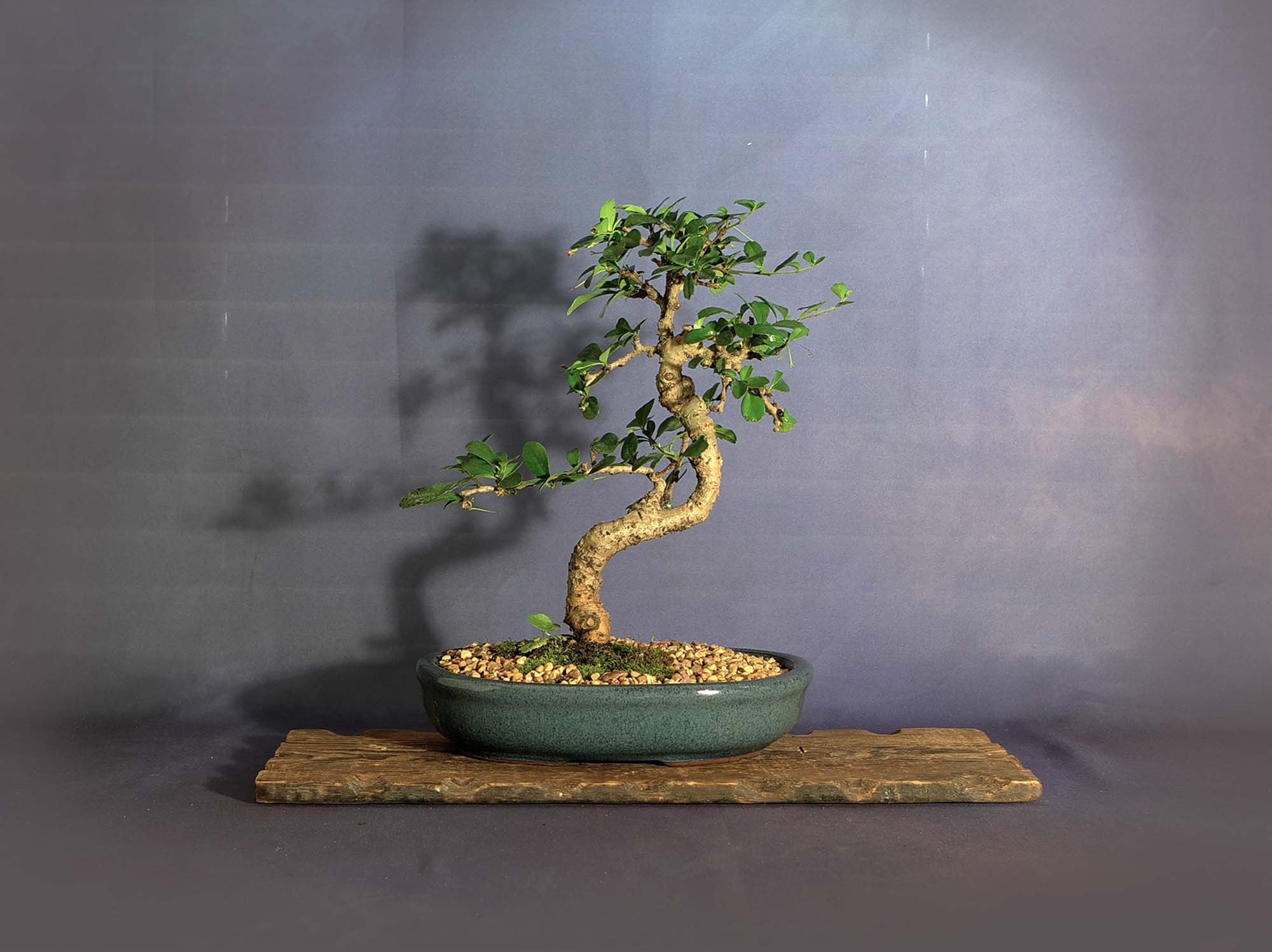 38+ Fukien Tea Bonsai Care most complete Hobby plan