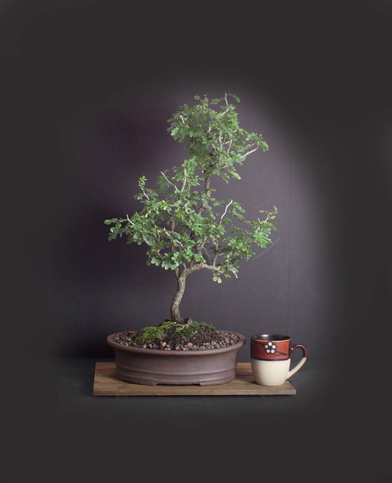 Texas Ebony Bonsai Tree, Exotic Flora Collection From Livebonsaitree - Etsy  Singapore