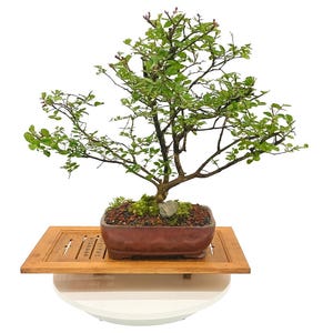 Dwarf Crepe Myrtle Bonsai - Etsy