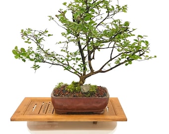 Rare Bellini Strawberry Crepe Myrtle Bonsai Tree – Dwarf Variety with Strawberry-Colored Bloom