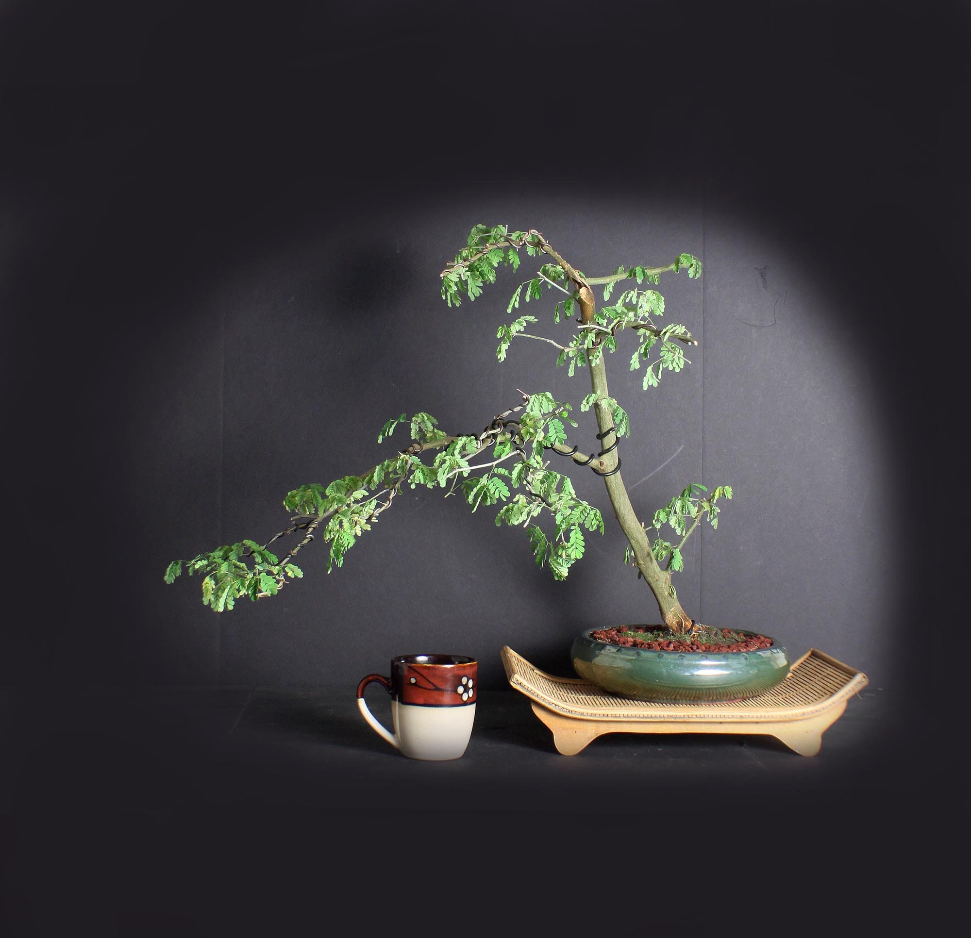 Brazilian Raintree bonsai tree, Amazon exotics collection from