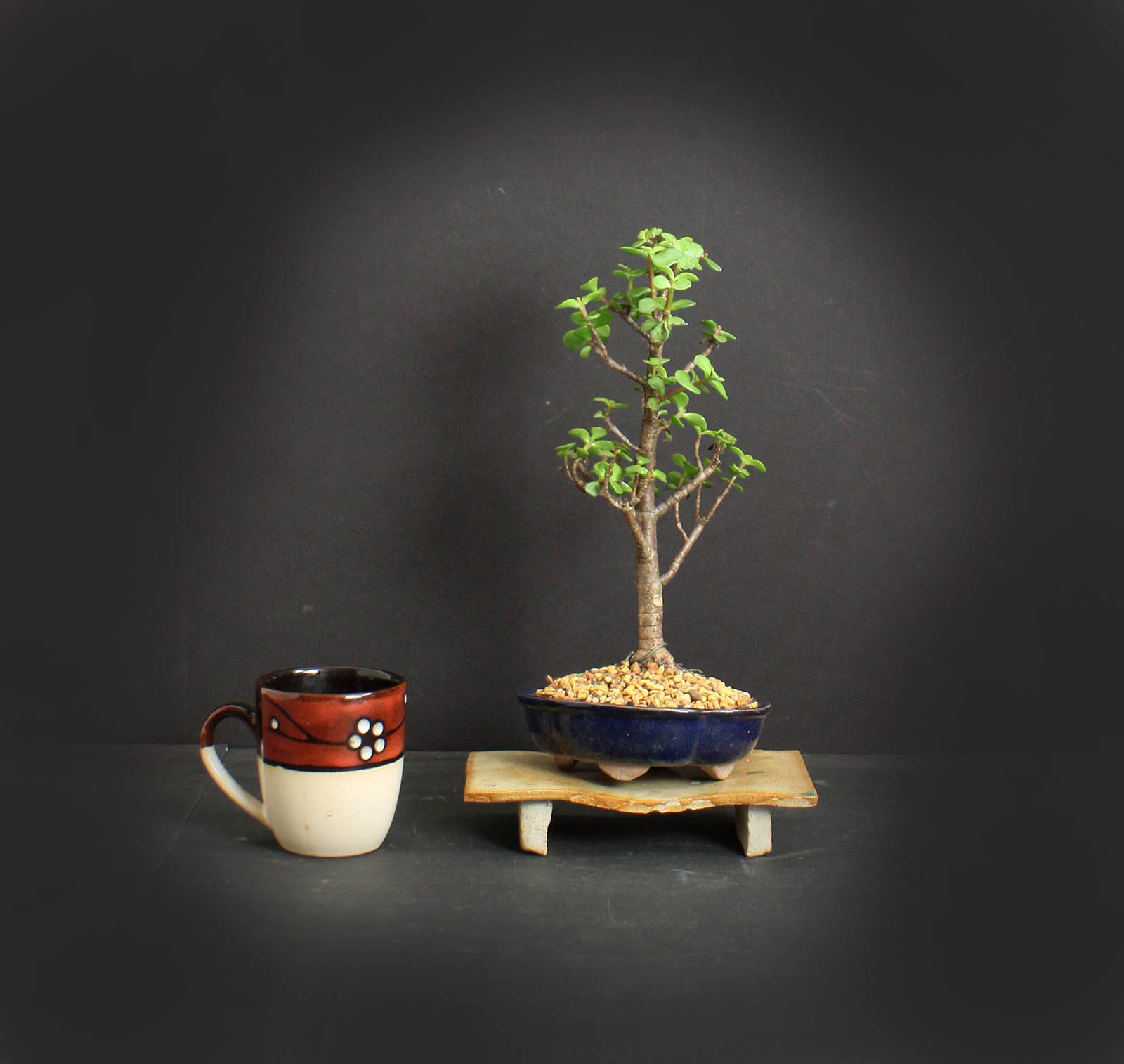 Dwarf jade bonsai tree, African Safari bonsai collection from