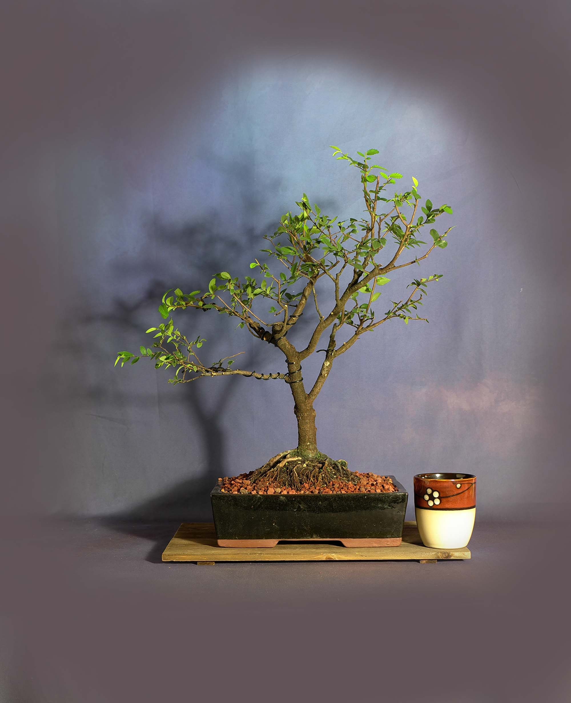 Cedar elm bonsai tree, Elm bonsai series from LiveBonsaiTree