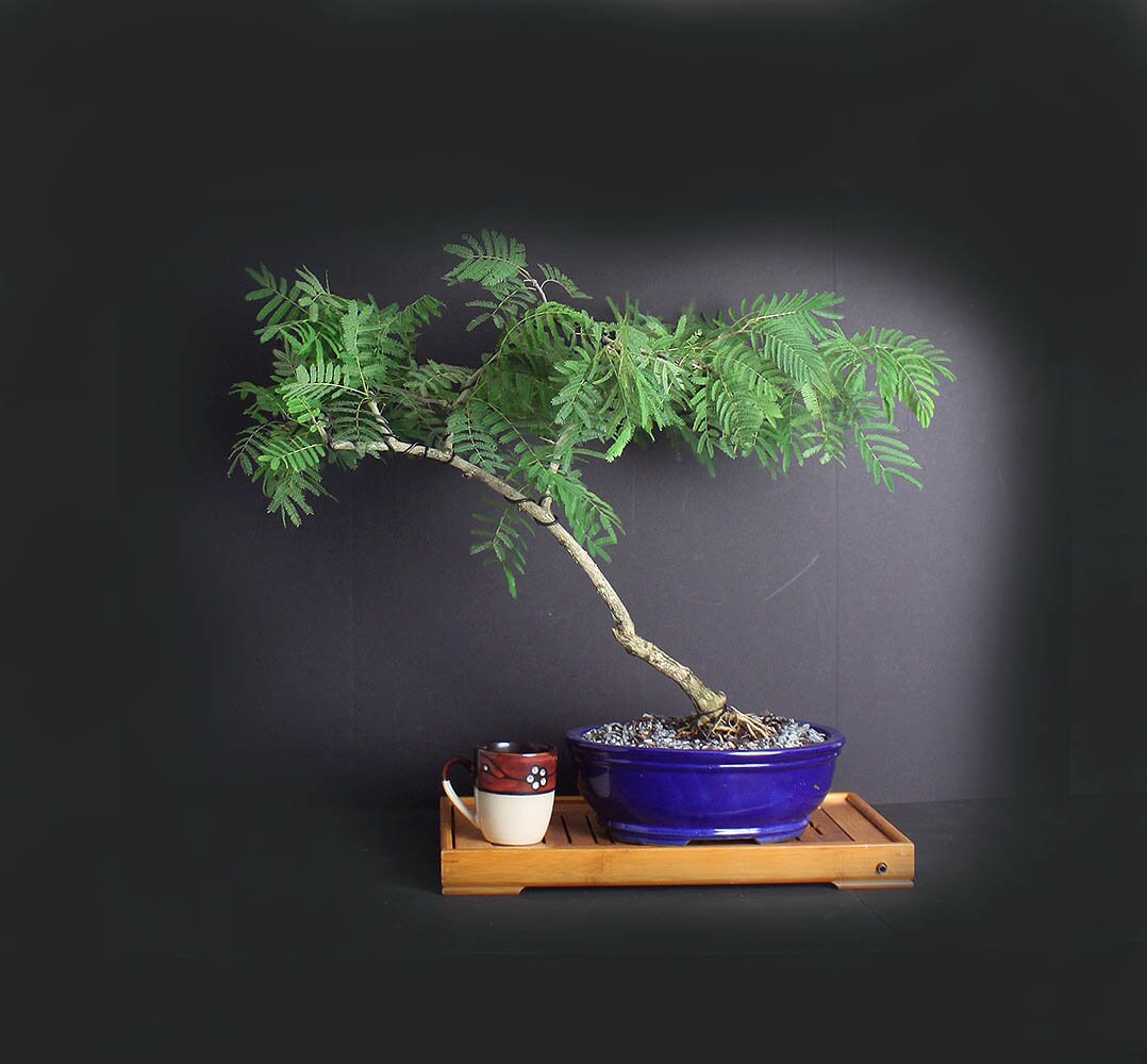 Rabbit's foot acacia bonsai tree, Rare flora collection from LiveBonsaiTree