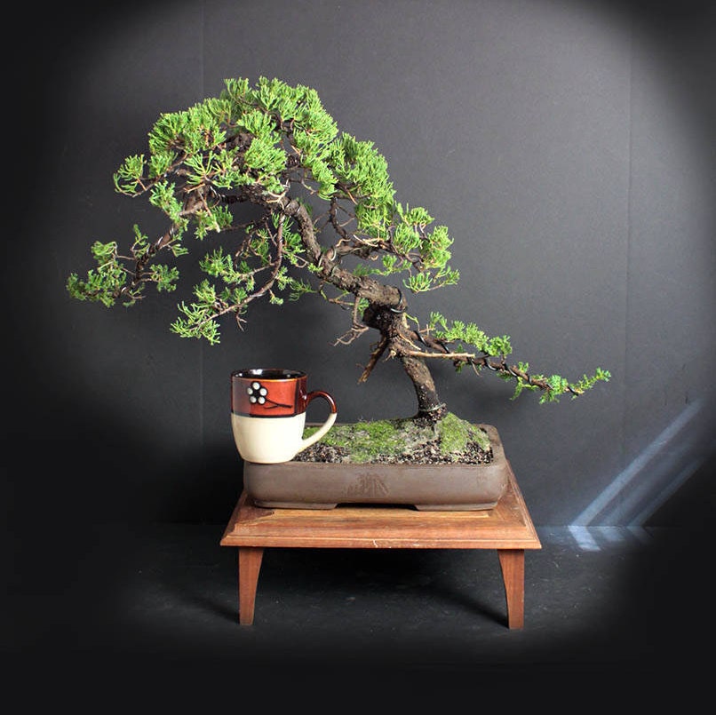 Juniper procumbens nana bonsai tree from the estate of Hirobumi Aso
