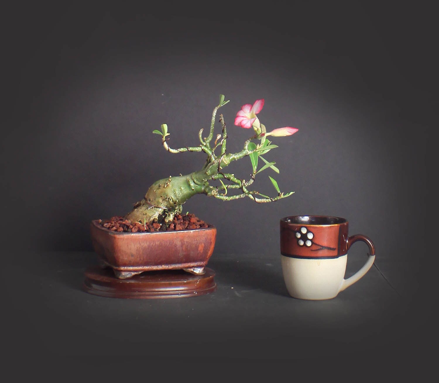 Desert Rose Bonsai Tree, Blooming collection from LiveBonsaiTree