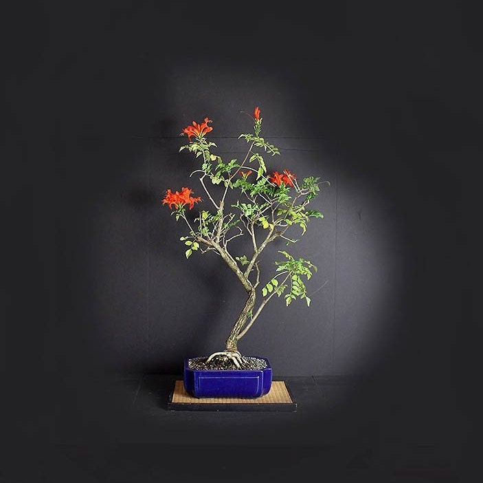 Cape Honeysuckle Bonsai Tree, Blooming bonsai collection ...