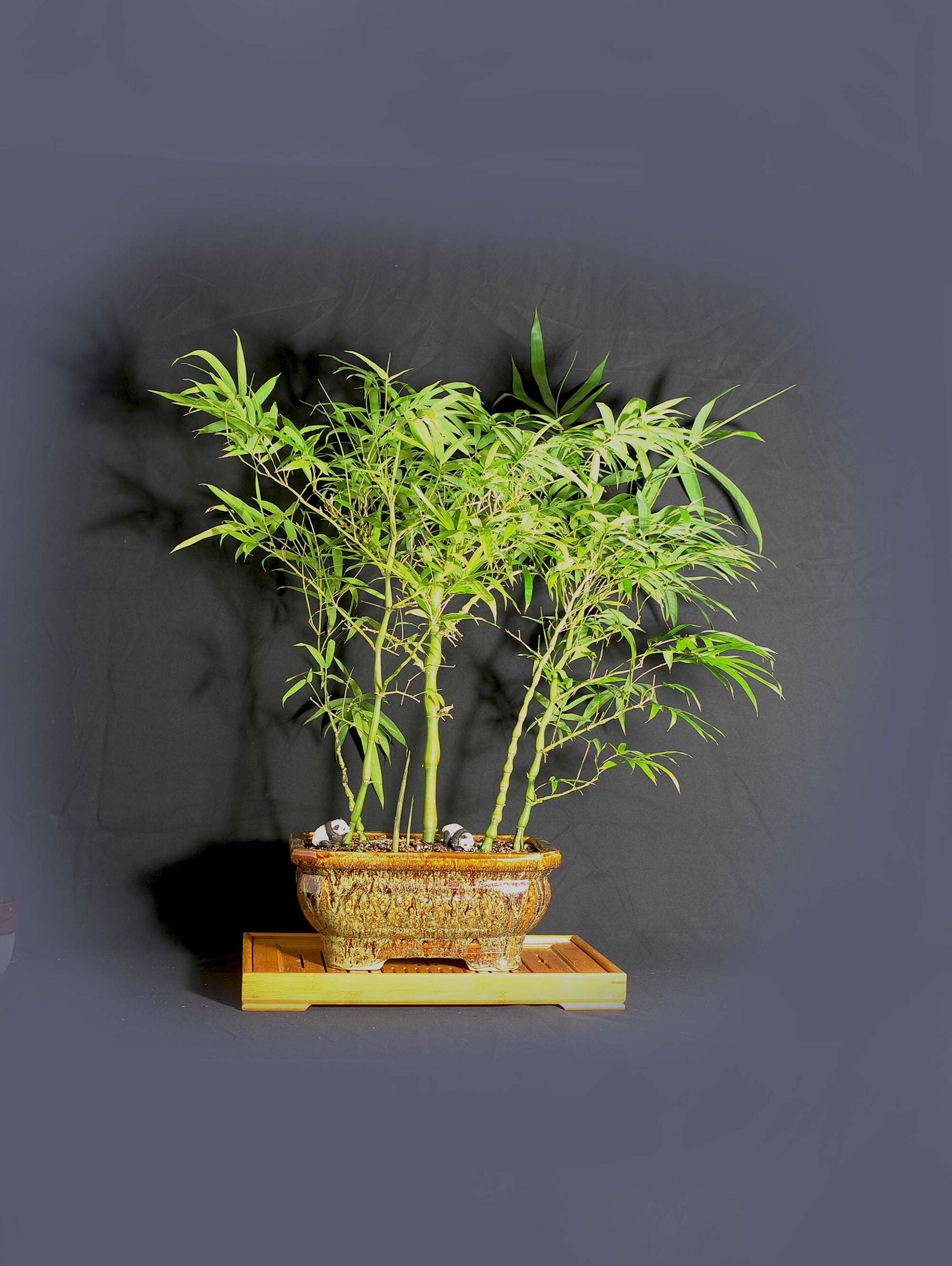 Buddha belly bamboo , Bamboo bonsai collection from LiveBonsaiTree