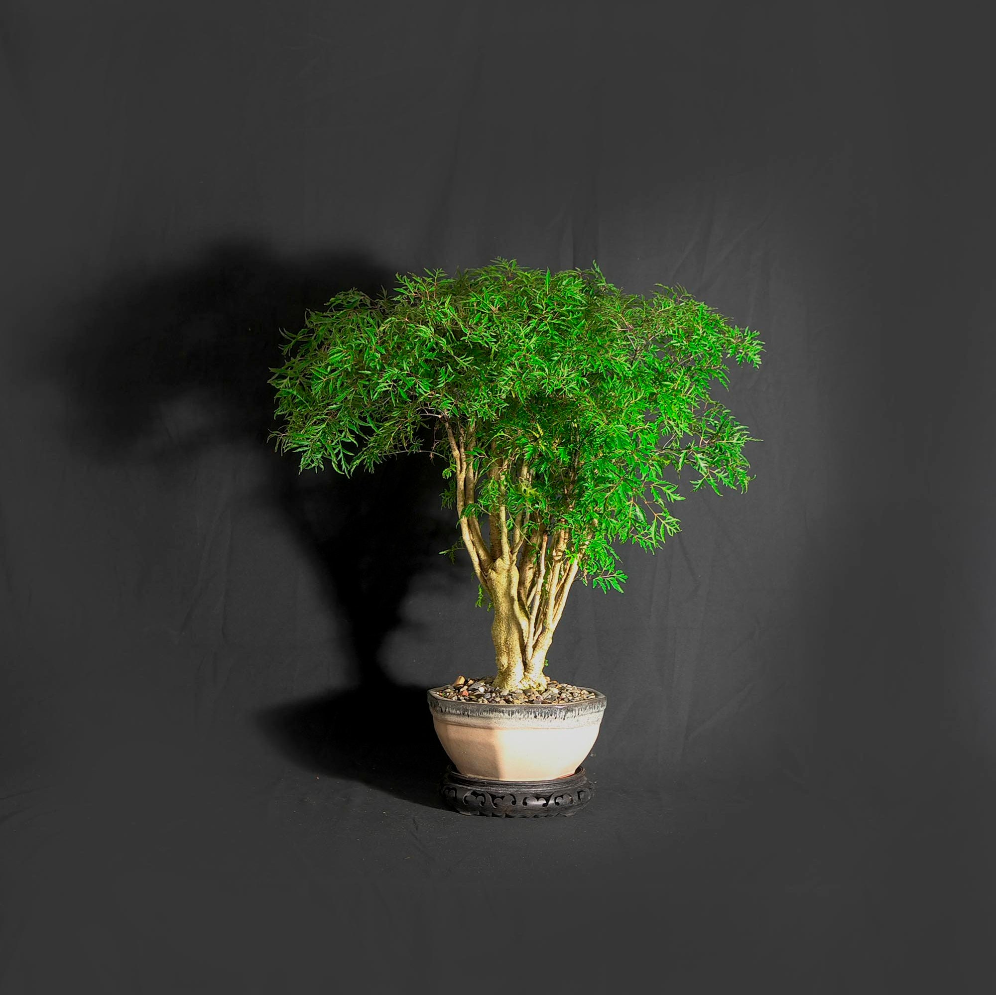 Mature Aralia Parsley bonsai tree, Bring outdoors in collection from
