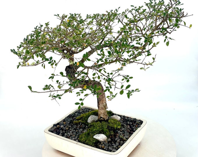 Cork Bark Elm Bonsai Tree, winter Showcase Collection From Live Bonsai