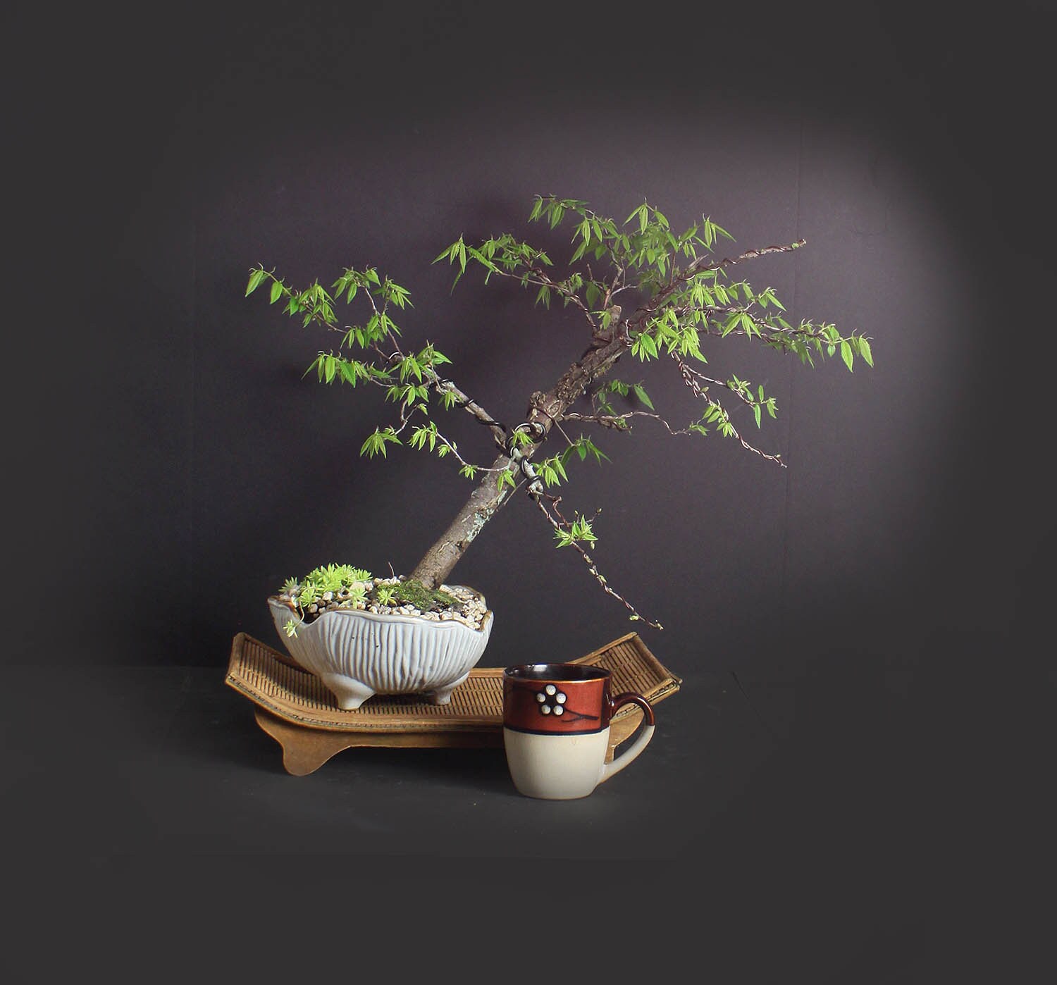 Winged Elm Bonsai Tree, Native bonsai collection from Live Bonsai Tree