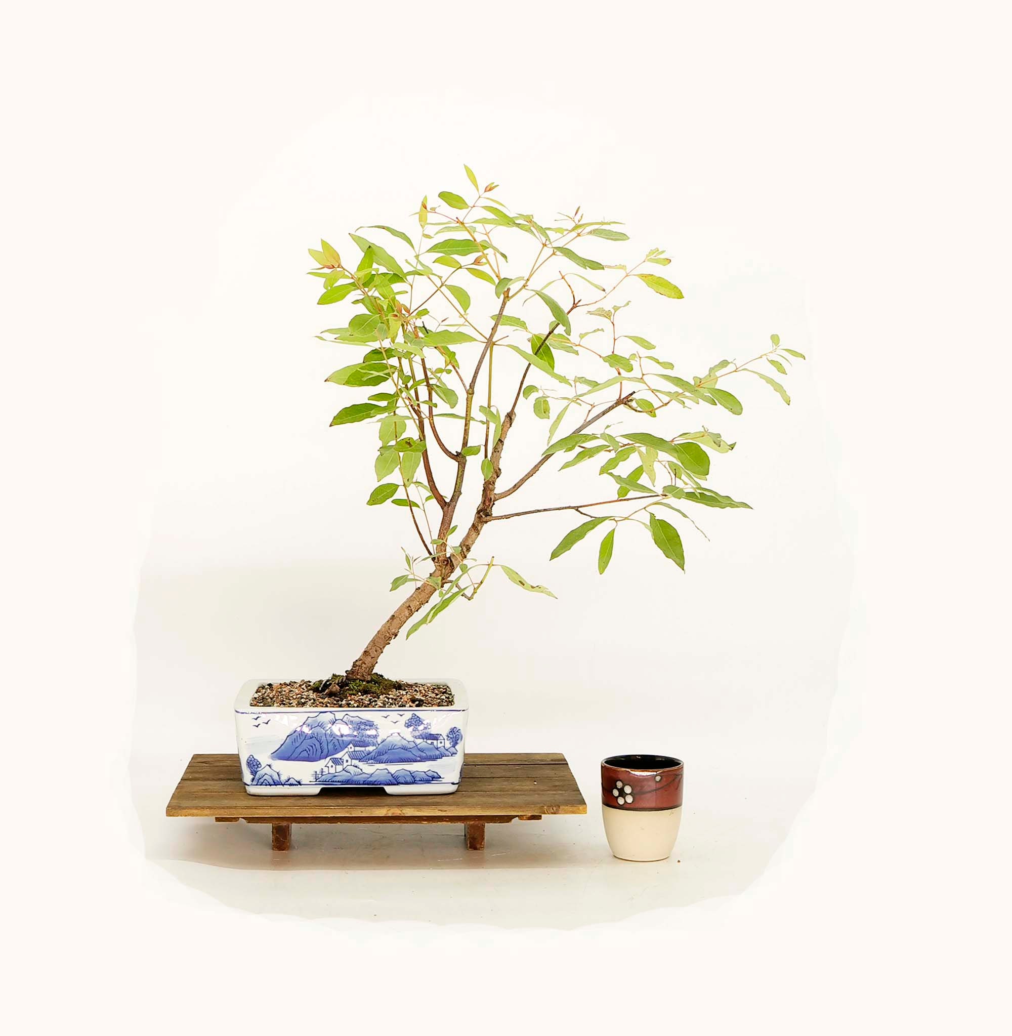 Australian Rainbow eucalyptus (Mindanao gum) bonsai tree (extremely