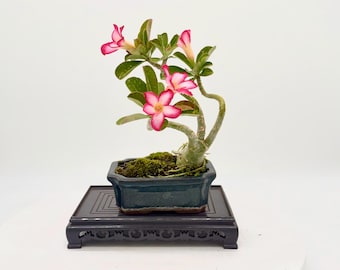 DESERT ROSE Bonsai Tree Flowering Adenium Pink Blooms Caudex Succulent Bonsai