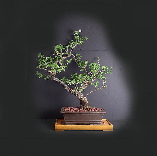 Rare orange bougainvillea bonsai tree, Blooming bonsai collection from