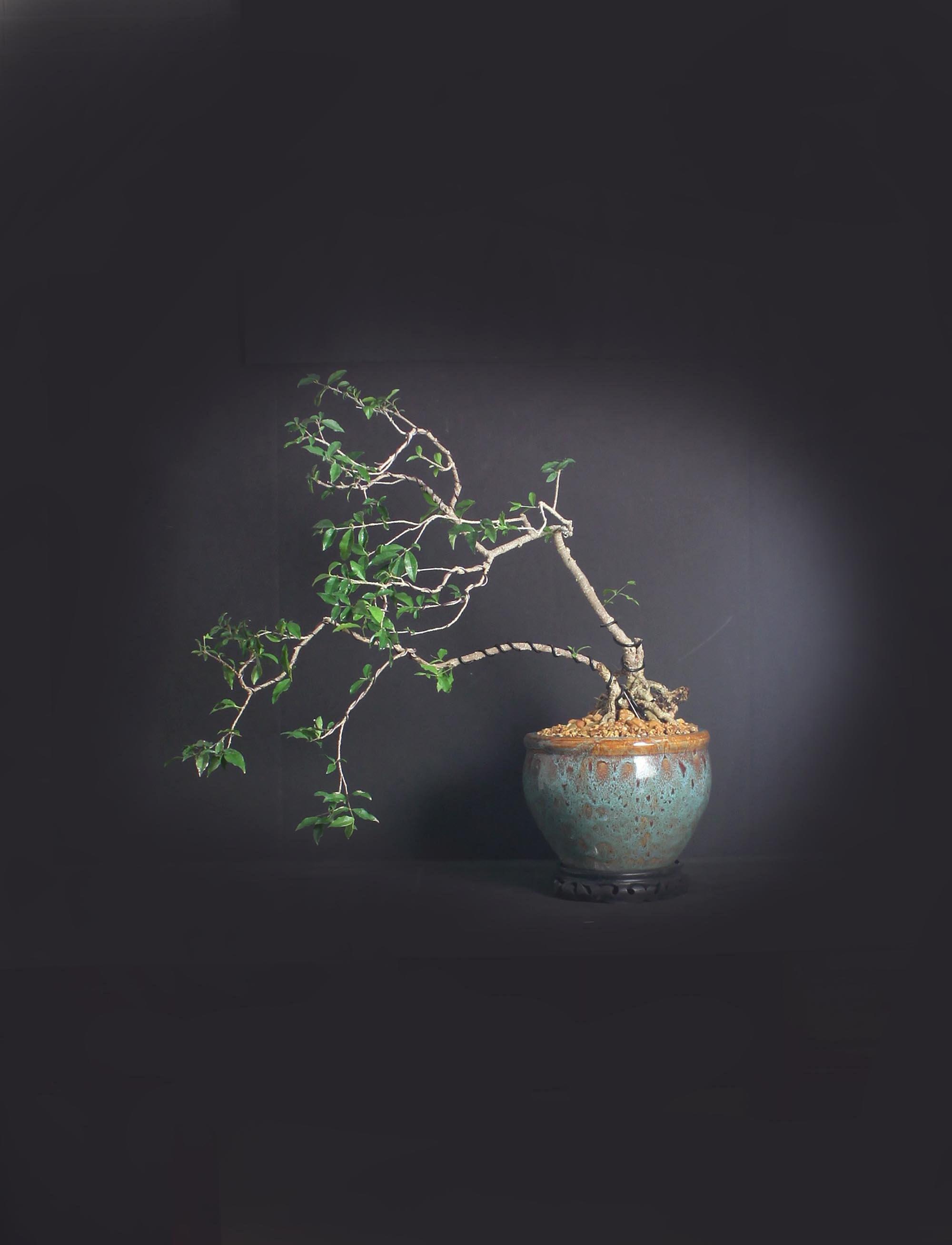 Dwarf barbados cherry bonsai tree, Fruits of the tropics collection