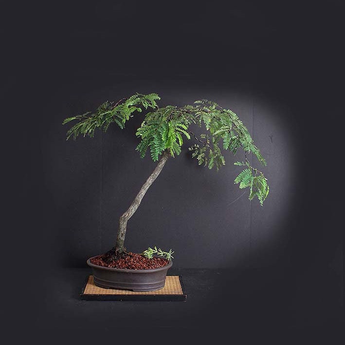 Wild Tamarind Bonsai Tree, Native Flora bonsai collection ...